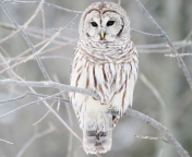 White Owl wallpaper 176x144