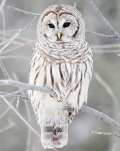 White Owl wallpaper 176x220