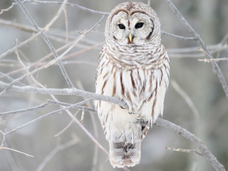 Das White Owl Wallpaper 320x240