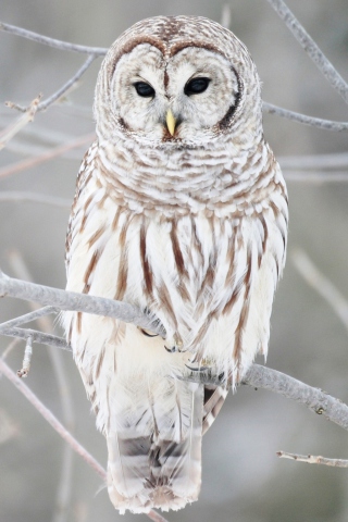 Fondo de pantalla White Owl 320x480