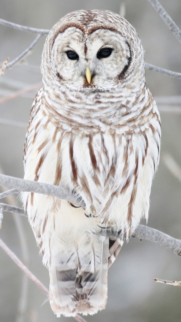 Fondo de pantalla White Owl 360x640