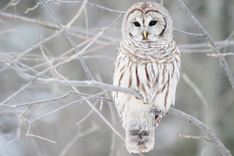 Sfondi White Owl 480x320