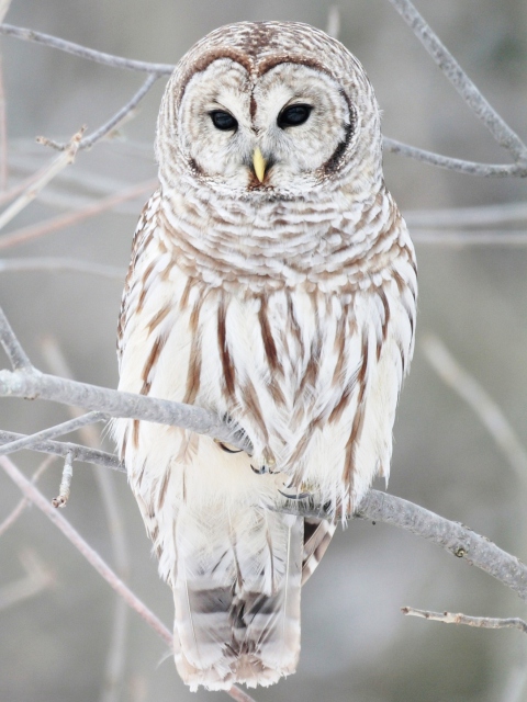 Das White Owl Wallpaper 480x640
