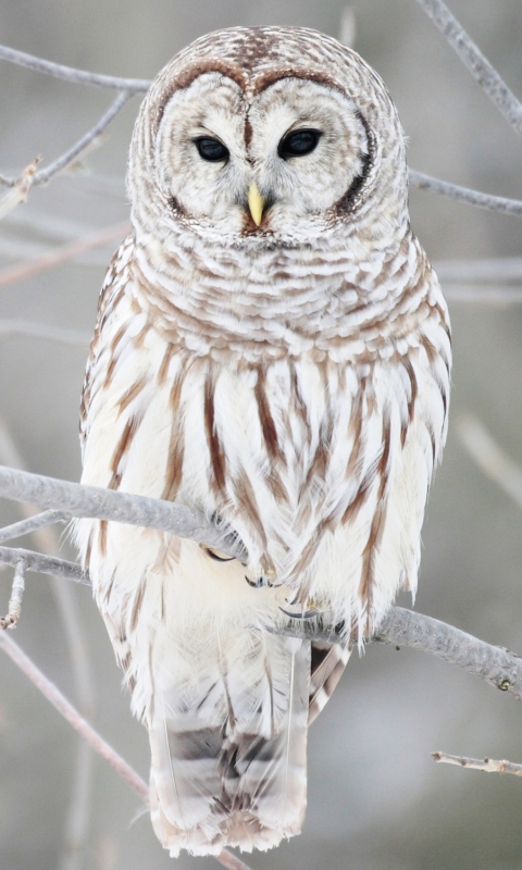 Fondo de pantalla White Owl 480x800