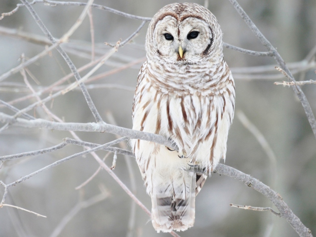 White Owl wallpaper 640x480
