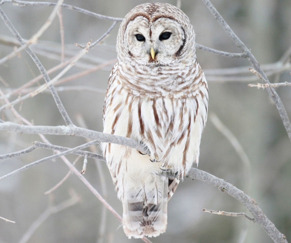 White Owl screenshot #1 960x800