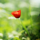 Red Poppy wallpaper 128x128