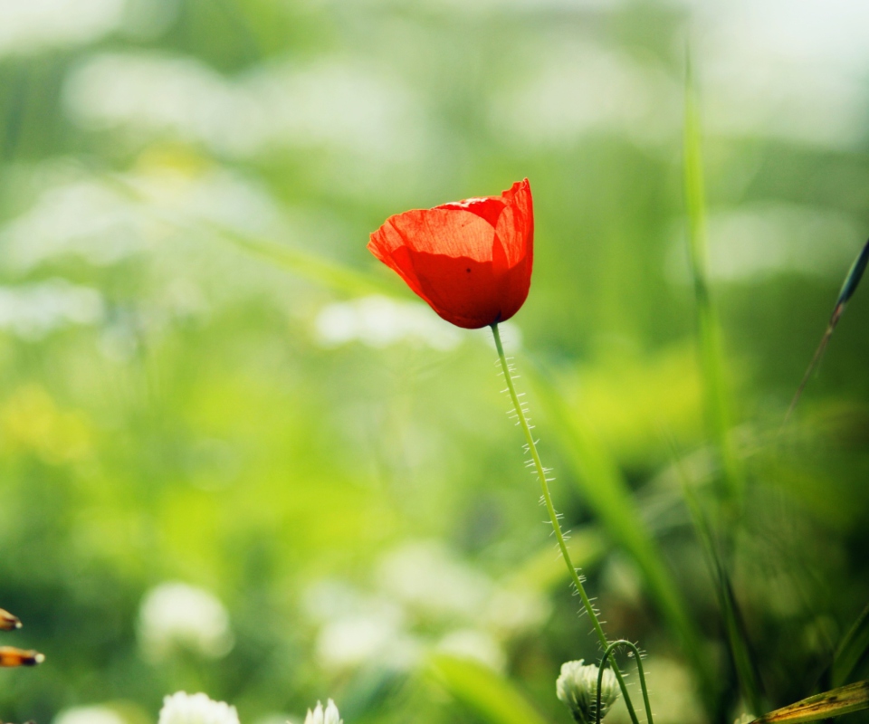 Red Poppy wallpaper 960x800