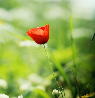 Red Poppy Wallpaper for iPad