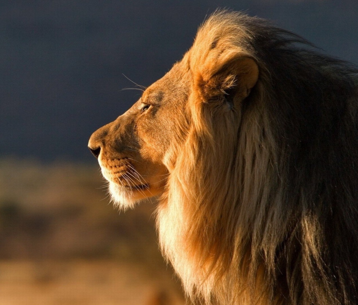 Das Lion Close Up Wallpaper 1200x1024