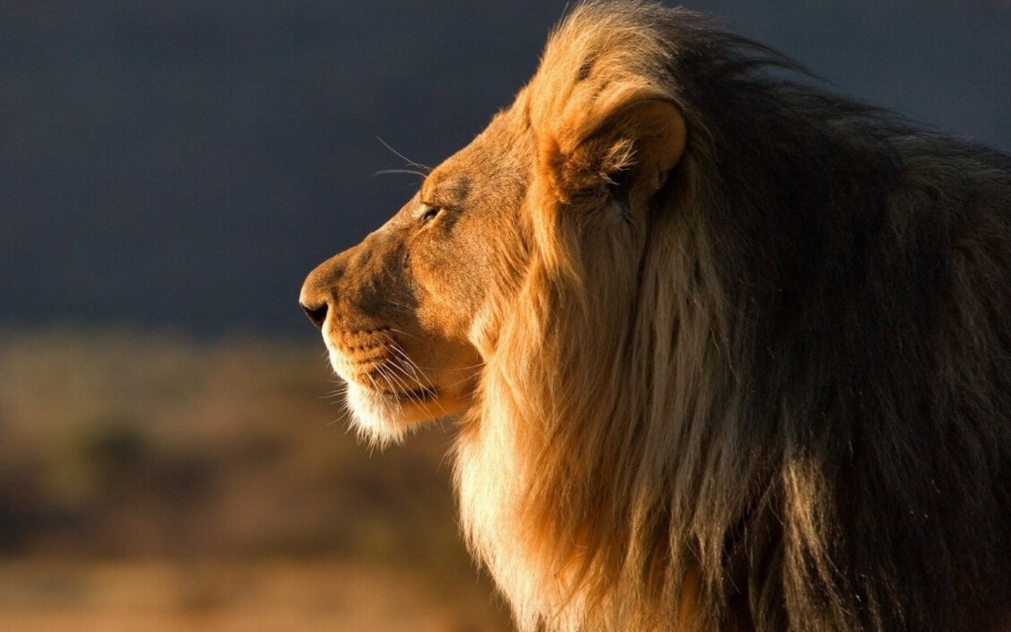 Lion Close Up wallpaper 1440x900