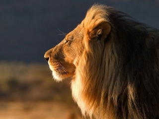 Lion Close Up wallpaper 320x240