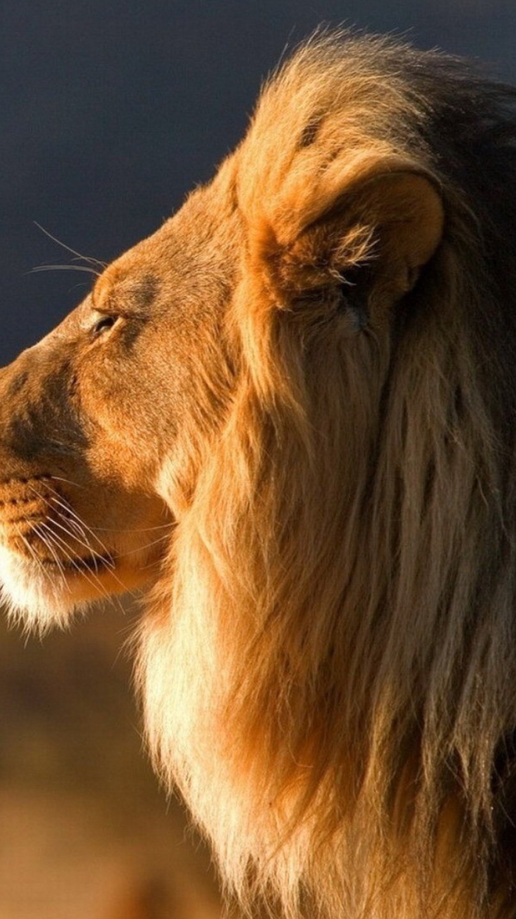 Das Lion Close Up Wallpaper 750x1334