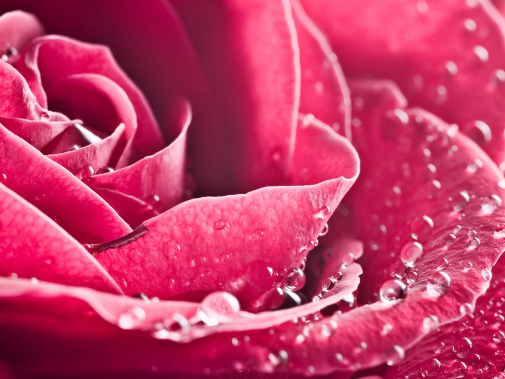 Special Rose wallpaper 1024x768