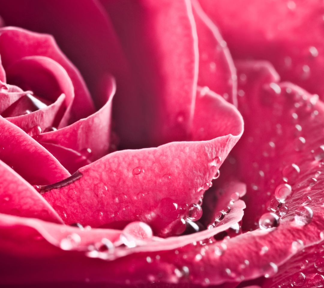 Das Special Rose Wallpaper 1080x960