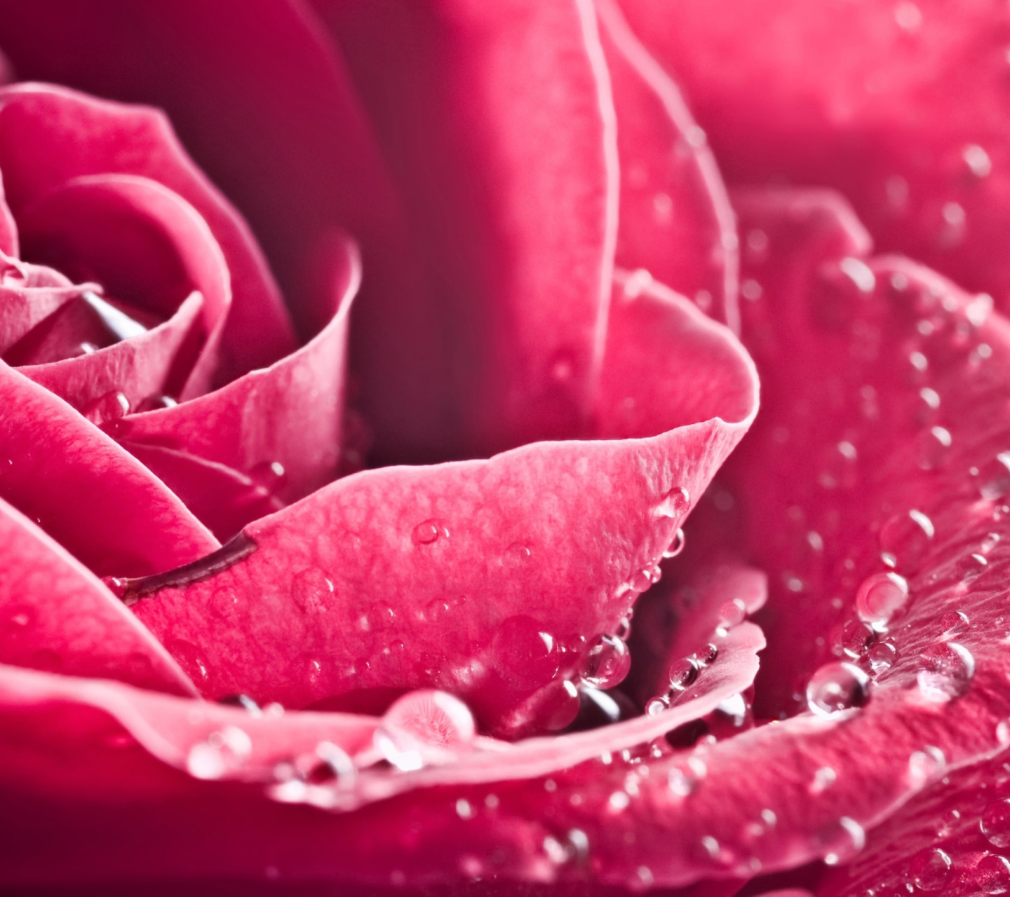 Special Rose wallpaper 1440x1280