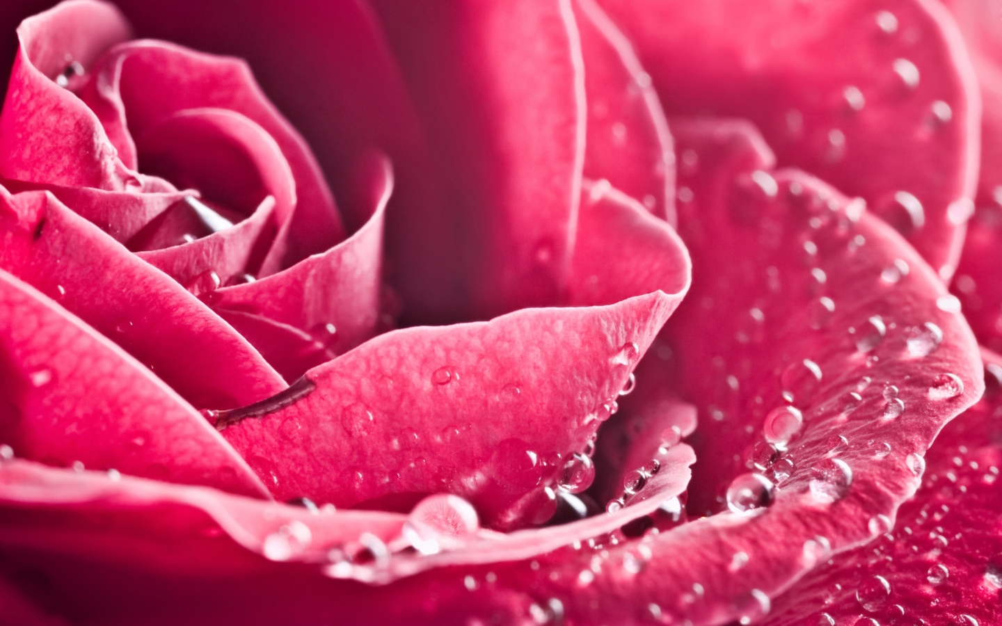 Fondo de pantalla Special Rose 1440x900