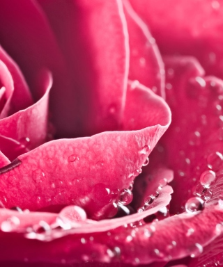 Special Rose sfondi gratuiti per Nokia Lumia 800