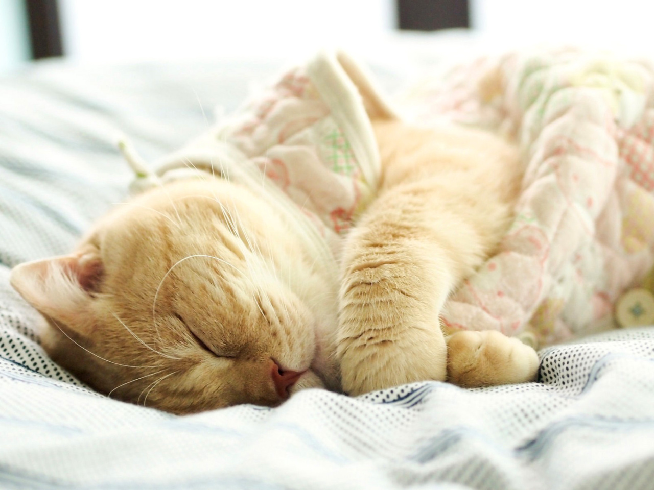 Drowsy Kitten wallpaper 1280x960