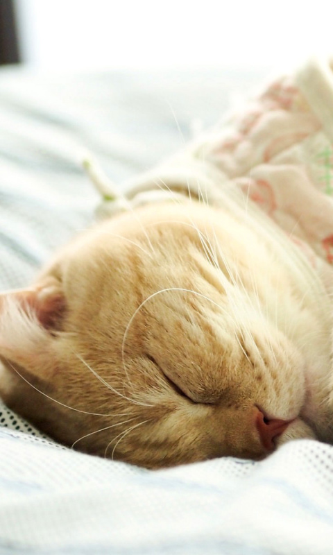 Das Drowsy Kitten Wallpaper 480x800