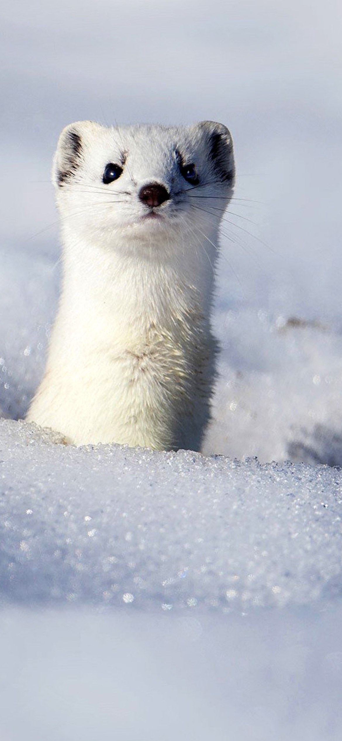 Stoat screenshot #1 1170x2532