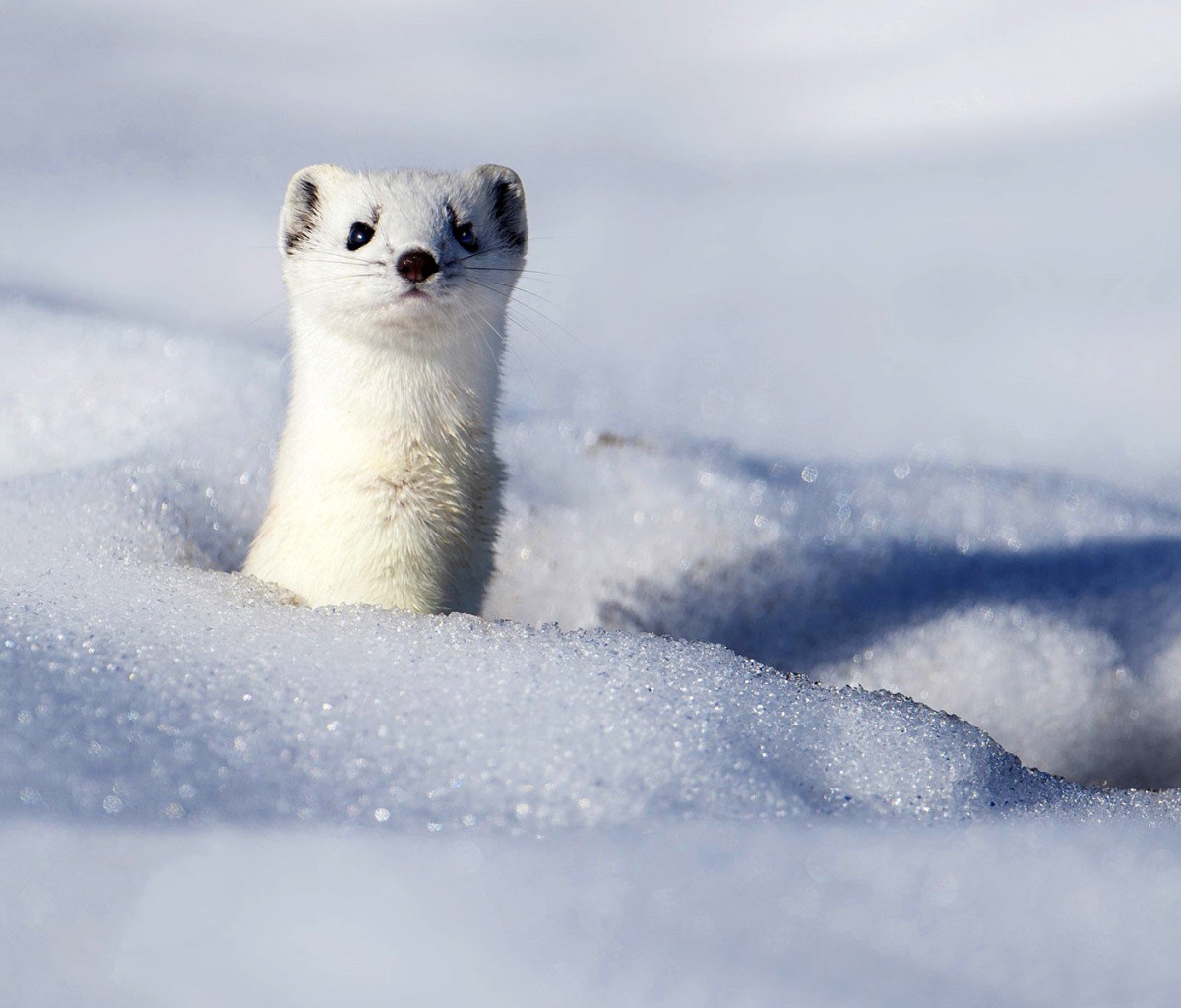 Das Stoat Wallpaper 1200x1024