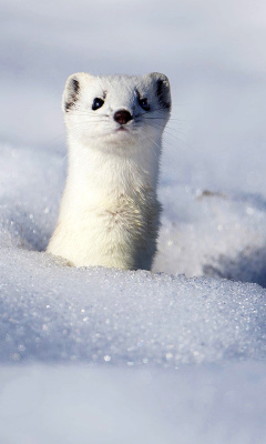 Fondo de pantalla Stoat 240x400