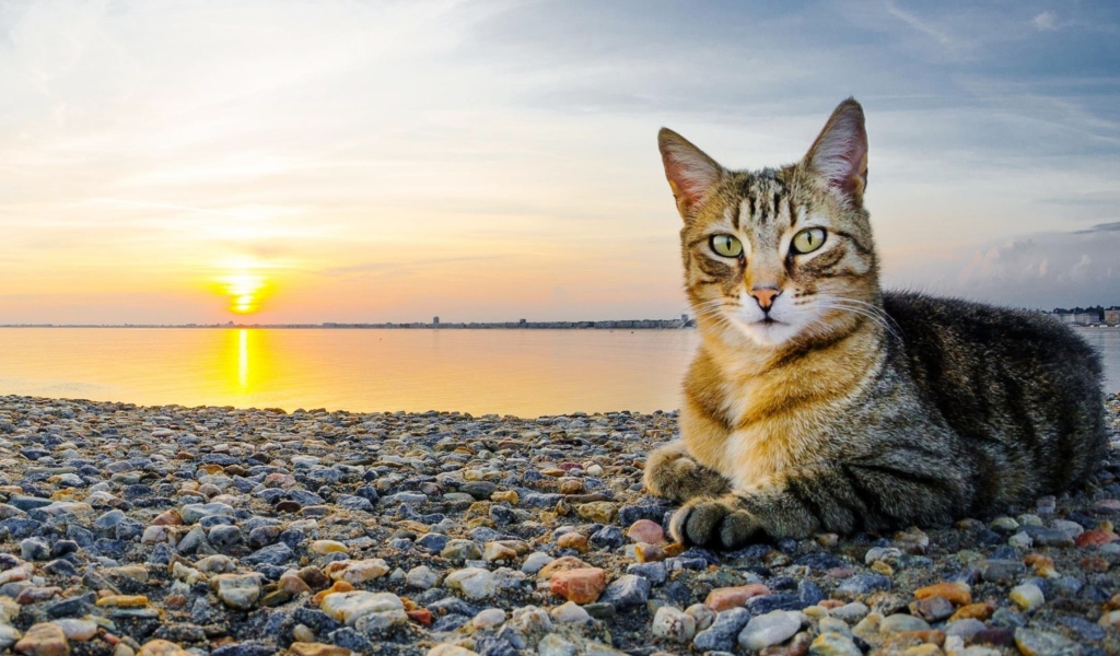 Fondo de pantalla Cat On Beach 1024x600