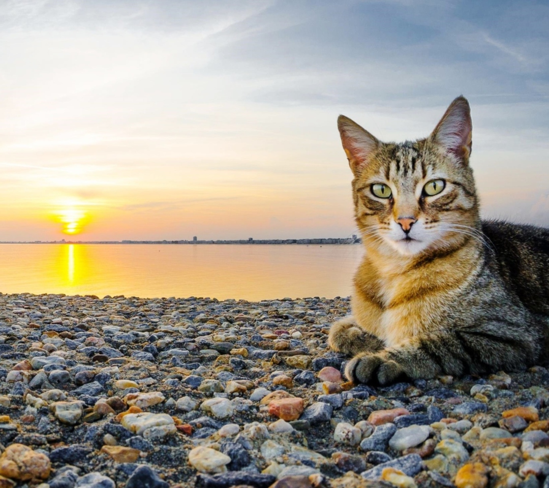 Das Cat On Beach Wallpaper 1080x960