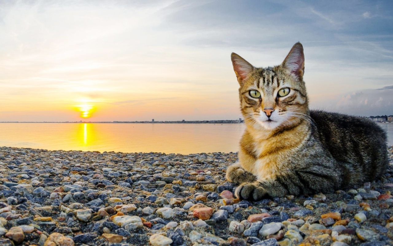 Fondo de pantalla Cat On Beach 1280x800