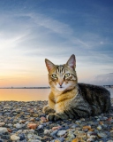 Cat On Beach screenshot #1 128x160