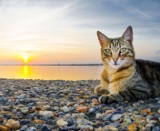 Cat On Beach screenshot #1 176x144
