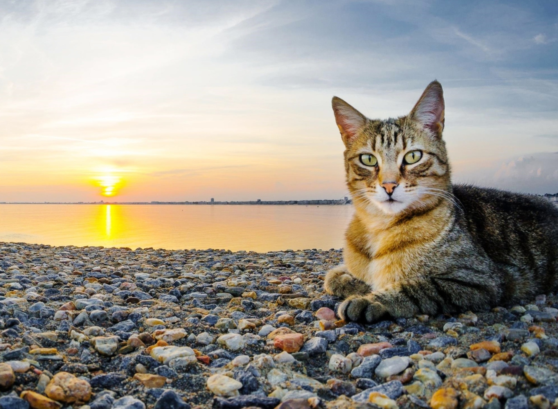 Fondo de pantalla Cat On Beach 1920x1408