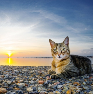 Kostenloses Cat On Beach Wallpaper für iPad mini