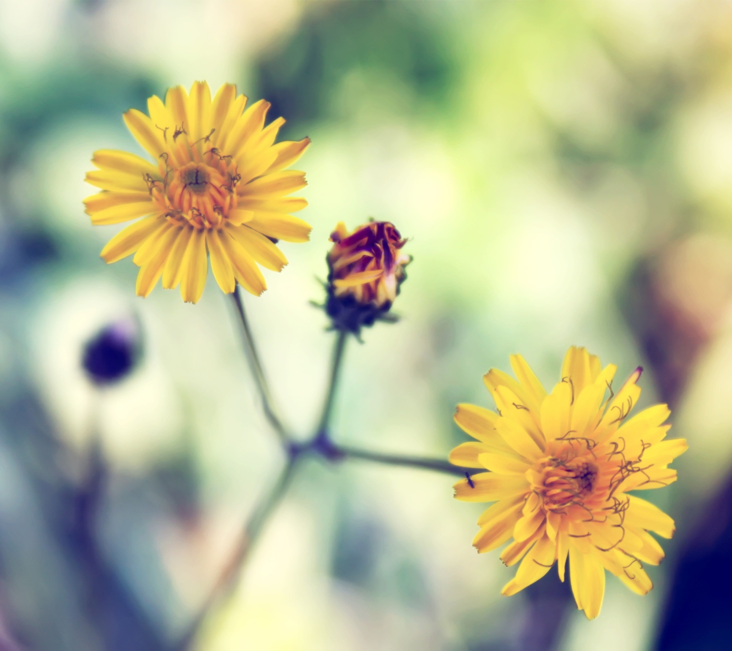 Обои Yellow Daisy 1440x1280