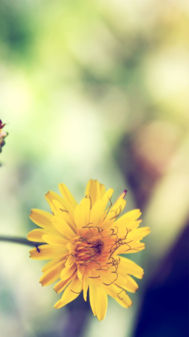 Yellow Daisy wallpaper 750x1334