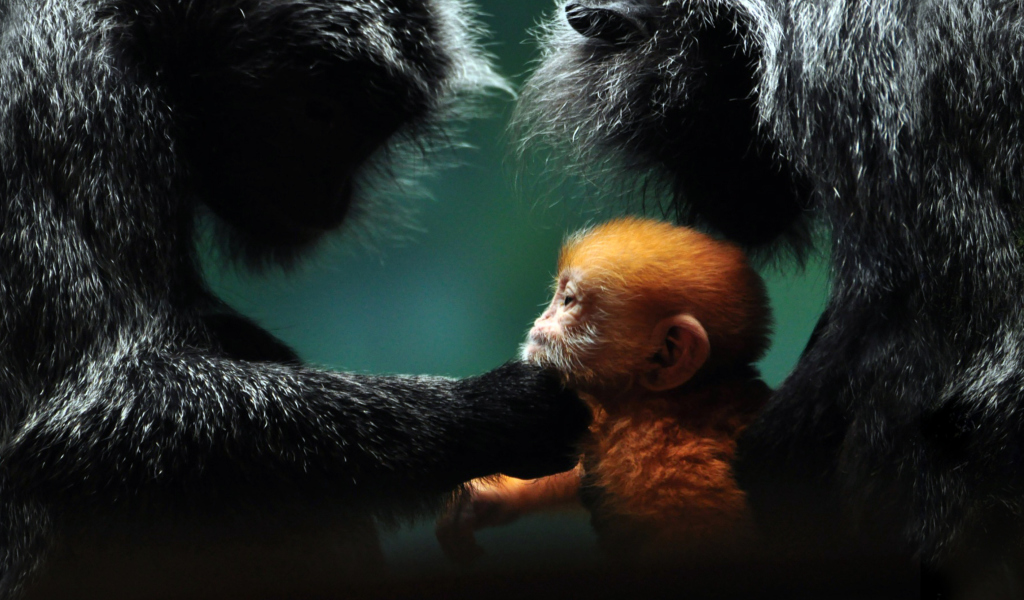 Baby Monkey With Parents wallpaper 1024x600