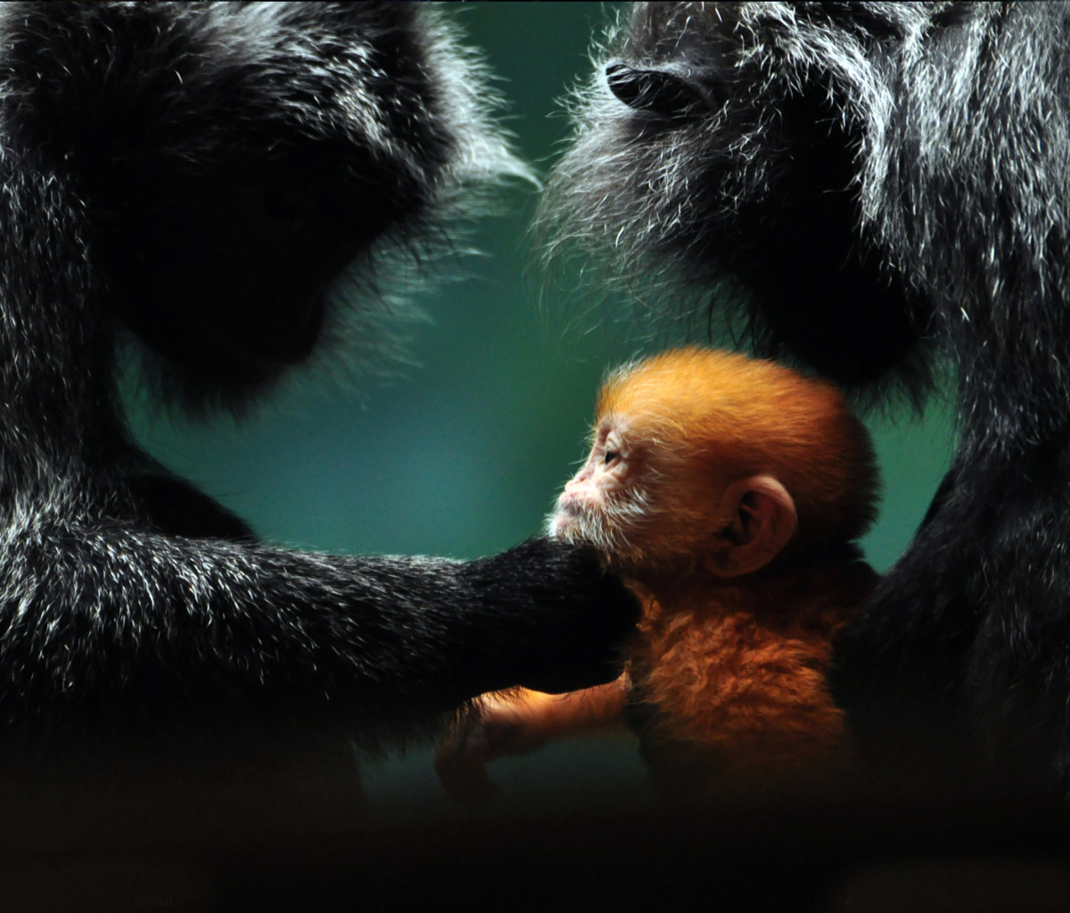 Fondo de pantalla Baby Monkey With Parents 1200x1024