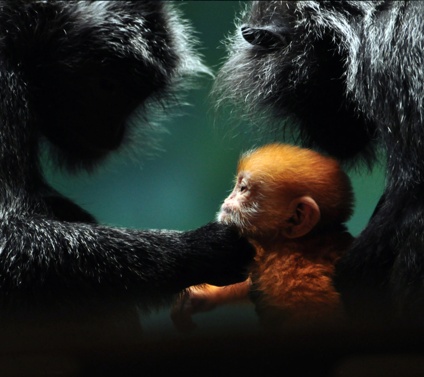 Fondo de pantalla Baby Monkey With Parents 1440x1280
