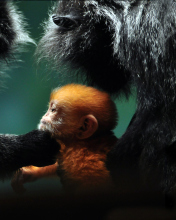 Fondo de pantalla Baby Monkey With Parents 176x220