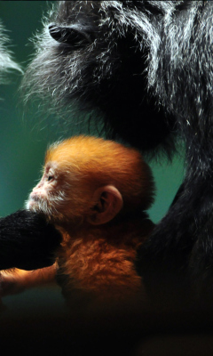 Fondo de pantalla Baby Monkey With Parents 240x400