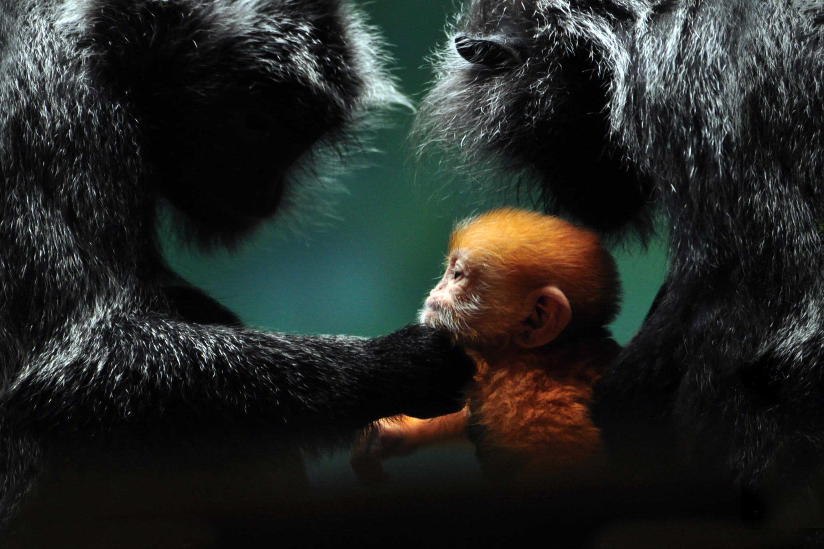 Das Baby Monkey With Parents Wallpaper 2880x1920