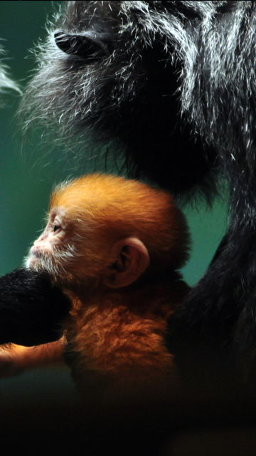 Baby Monkey With Parents wallpaper 360x640