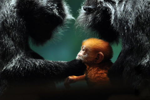 Fondo de pantalla Baby Monkey With Parents 480x320