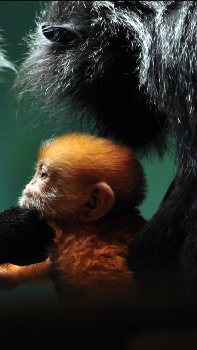 Обои Baby Monkey With Parents 640x1136