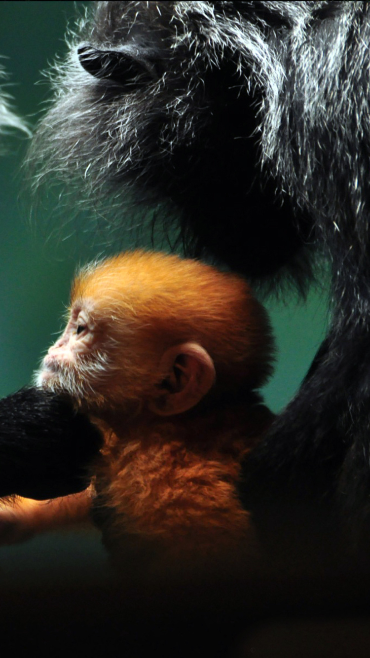 Fondo de pantalla Baby Monkey With Parents 750x1334