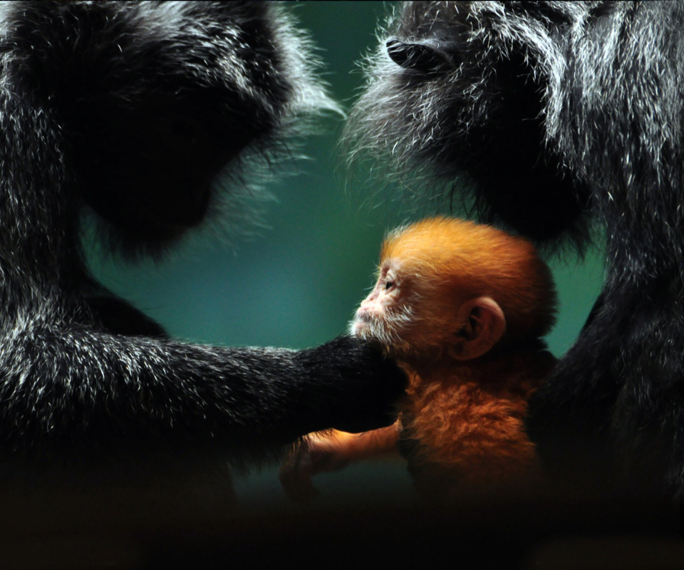 Обои Baby Monkey With Parents 960x800