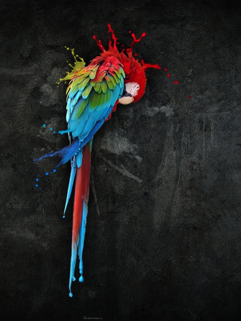 Das Pretty Parrot Splash Wallpaper 480x640