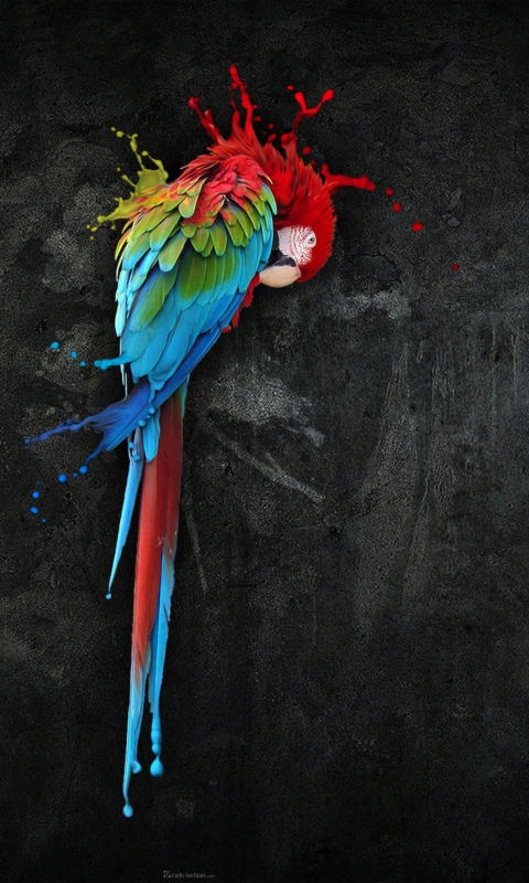 Das Pretty Parrot Splash Wallpaper 480x800