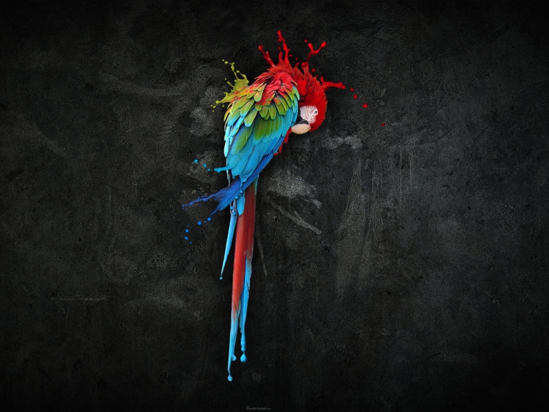 Pretty Parrot Splash screenshot #1 800x600